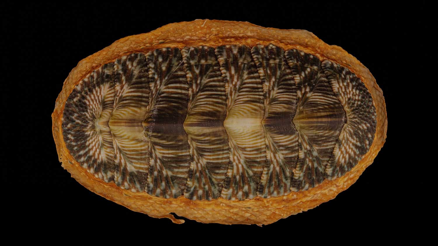 Chiton tuberculatus